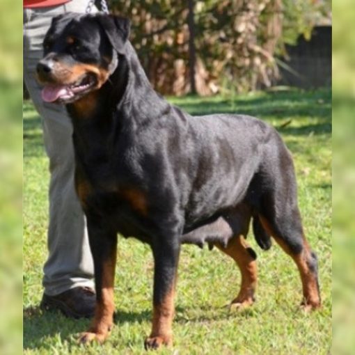 Alpha Quex von BR Olivio
