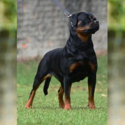 Blanca Boomer Von BR Olivio
