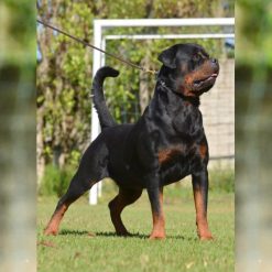 Boomer Vom Schwarzen Skorpion