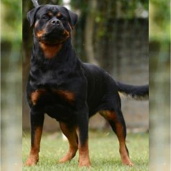 Burca Boomer Von Br Olivio