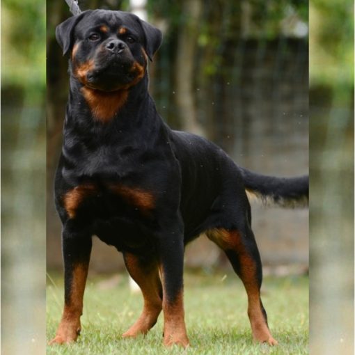 Burca Boomer Von Br Olivio