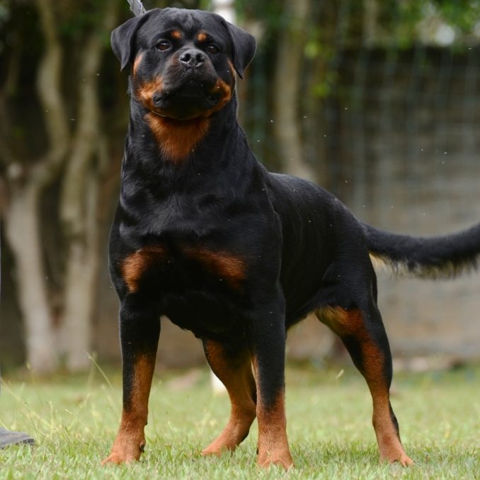 Canil de Rottweiler SP filhotes e adultos