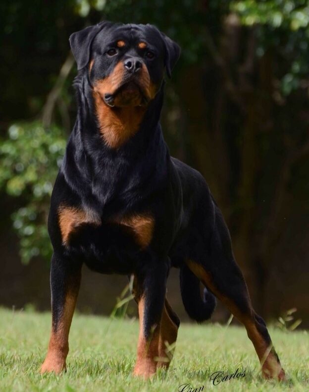 Rottweiler filhote