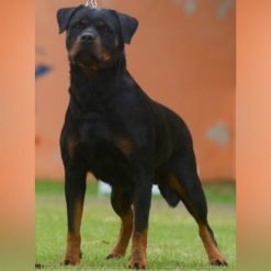 Cristal Djuke Von BR Olivio