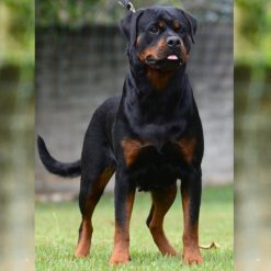 Diva Gringo Von BR Olivio