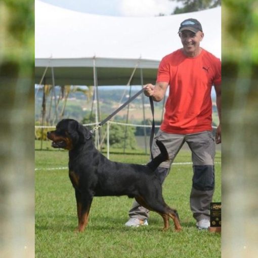 Darco Messi Von BR Olivio