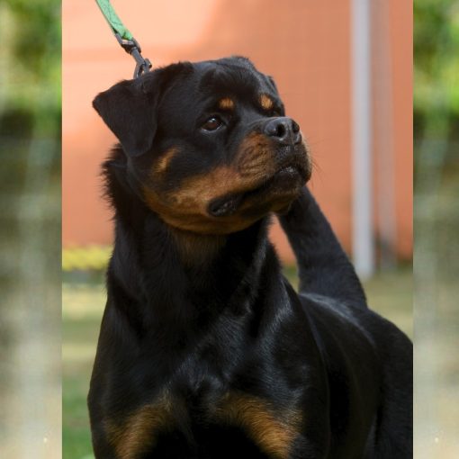 Donna Messi Von BR Olivio