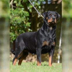 Doris II Ferro Von BR Olivio