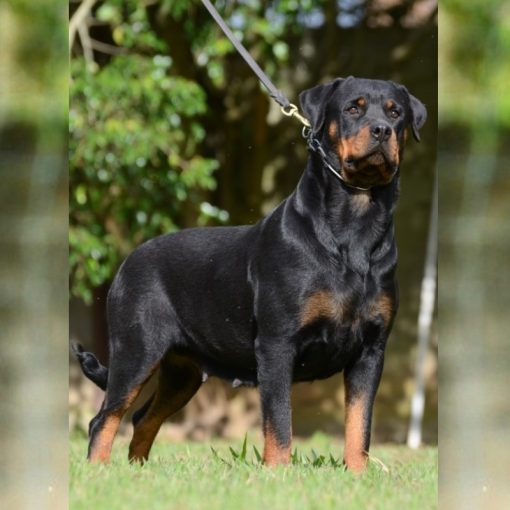 Doris II Ferro Von BR Olivio