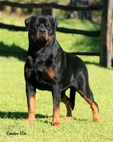 Canil de Rottweiler