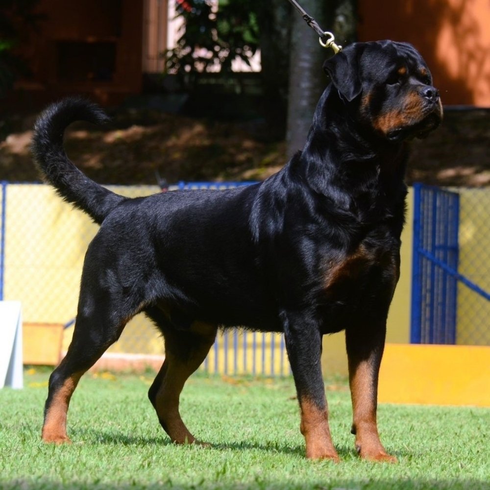 Canil de Rottweiler SP